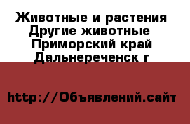 Животные и растения Другие животные. Приморский край,Дальнереченск г.